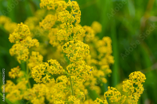 Galium verum, lady's bedstraw or yellow bedstraw low scrambling plant, leaves broad, shiny dark green, hairy underneath, flowers yellow and produced in dense clusters