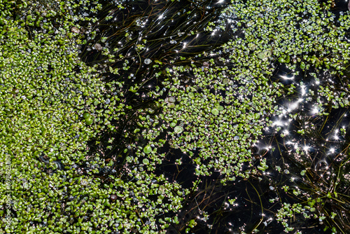 Duckweed - Cultivation of duckweed. Lemna trisulca photo