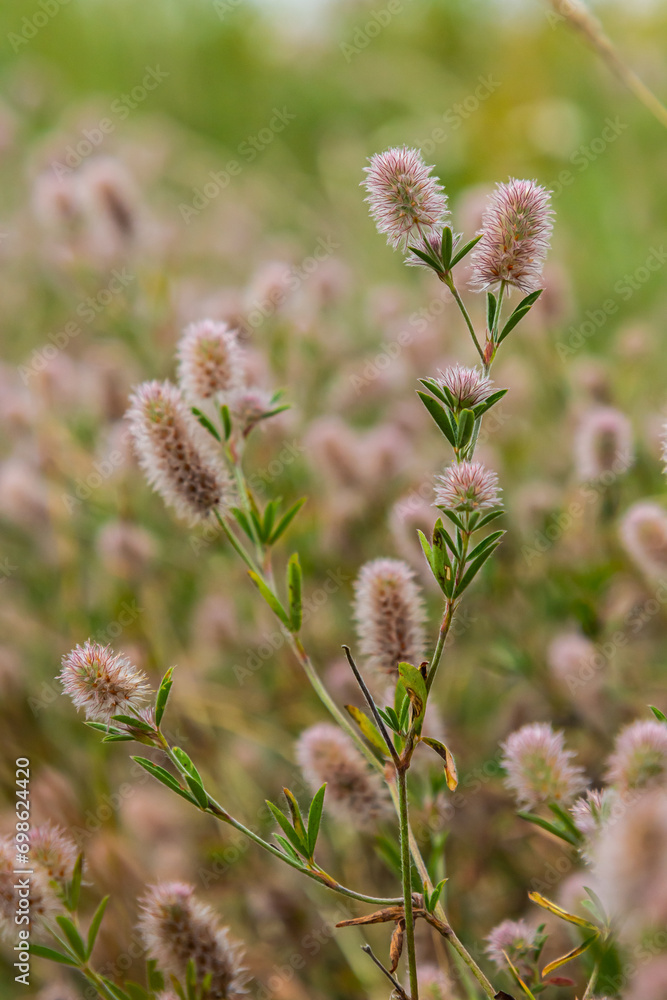 Trifolium arvense closeup. Fluffy clover in a meadow. Summer flora growing in the field. Colorful bright plants. Selective focus on the details, blurred background Trifolium arvense closeup. Fluffy clover in a meadow. Summer flora growing in the field. Colorful bright plants. Selective focus on the details, blurred background