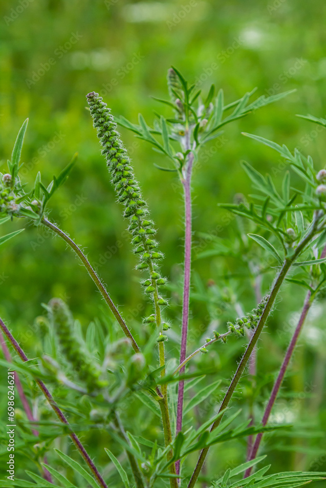 Flower of a common ragweed, Ambrosia artemisiifolia Flower of a common ragweed, Ambrosia artemisiifolia