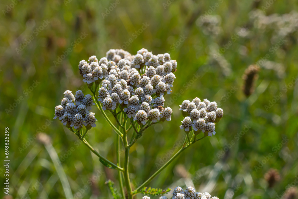 Common yarrow Achillea millefolium white flowers close up, floral background green leaves. Medicinal organic natural herbs, plants concept. Wild yarrow, wildflower Common yarrow Achillea millefolium white flowers close up, floral background green leaves. Medicinal organic natural herbs, plants concept. Wild yarrow, wildflower
