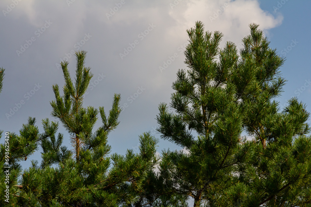 Pine branches on a spring day against the background of the sky with clouds Pine branches on a spring day against the background of the sky with clouds