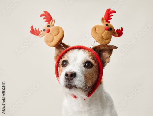 A Jack Russell Terrier dog is ready for the festivities, adorned with whimsical reindeer antlers © annaav