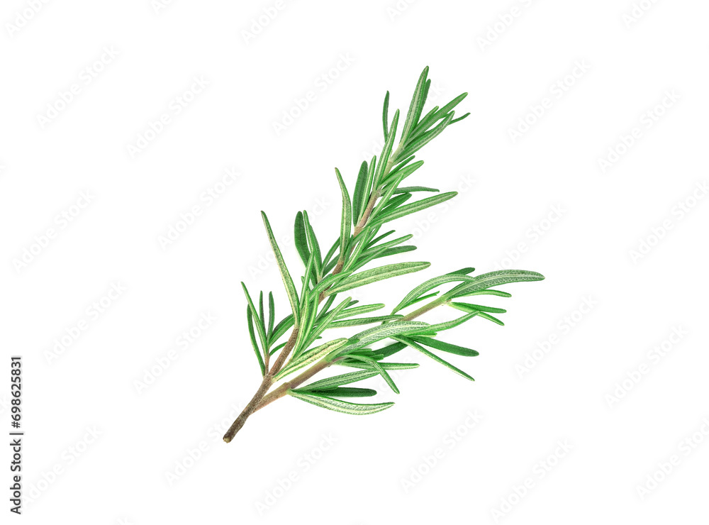 Fresh rosemary isolated on a white background Fresh rosemary isolated on a white background