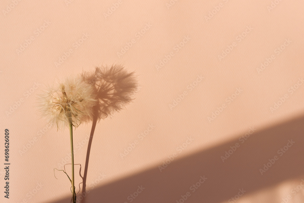Fuzzy dandelion flower on bright peach color background with harsh sunlight shadows. Aesthetic lifestyle natural concept of trendy color 2024