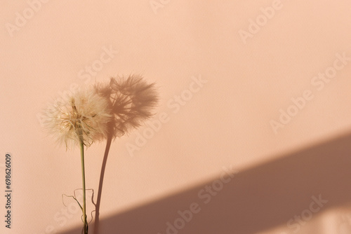 Fuzzy dandelion flower on bright peach color background with harsh sunlight shadows. Aesthetic lifestyle natural concept of trendy color 2024