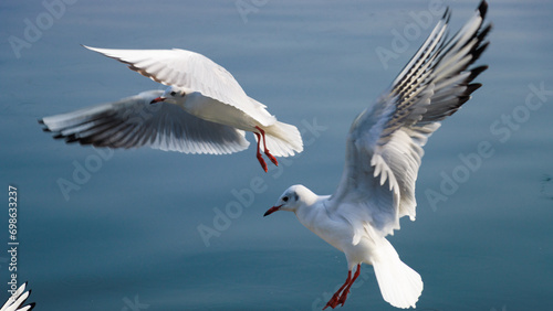 Photography Early morning scene of Seagulls at Yamuna ghat in Delhi