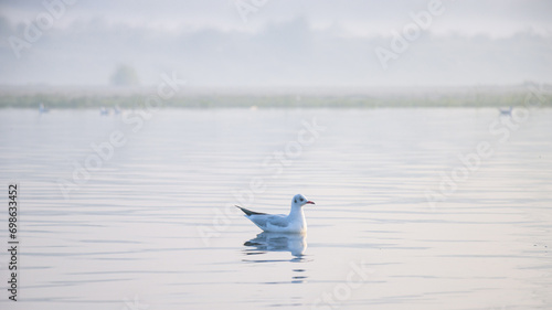 Photography Early morning scene of Seagulls at Yamuna ghat in Delhi