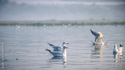Photography Early morning scene of Seagulls at Yamuna ghat in Delhi