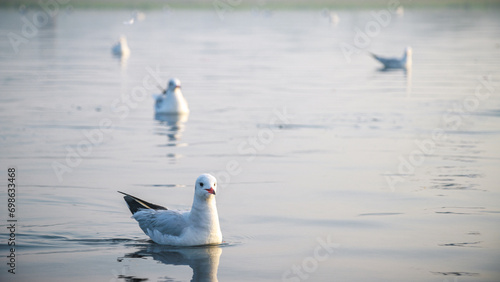 Photography Early morning scene of Seagulls at Yamuna ghat in Delhi