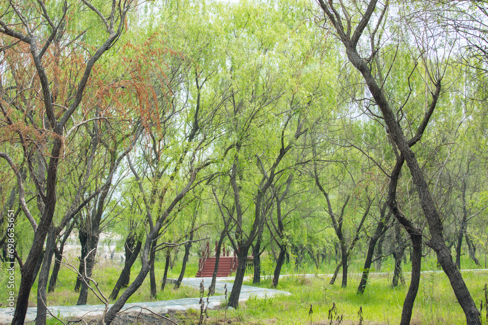 Hefei City, Anhui Province-Chaohu Wetland-Wetland landscape under the blue sky