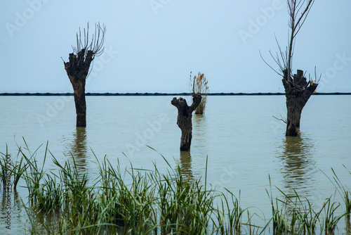 Hefei City, Anhui Province-Luxi Wetland-Wetland scenery against the blue sky photo