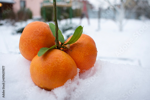 tangerines in the snow © Aksana