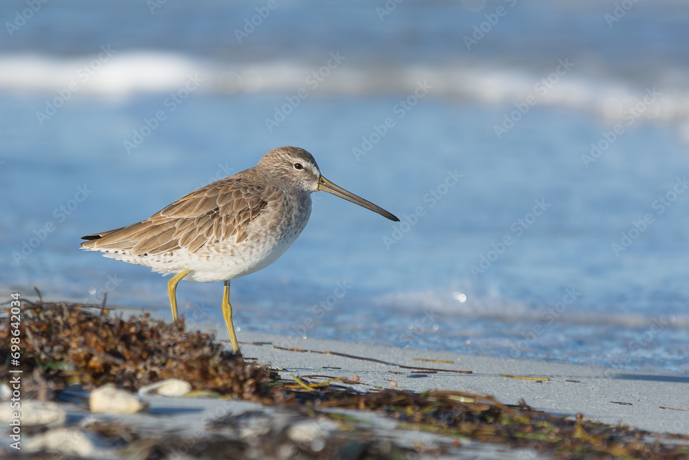 Short-billed dowitcher - Limnodromus griseus wading in water with blue sea water in background. Photo from Varadero in Cuba. Short-billed dowitcher - Limnodromus griseus wading in water with blue sea water in background. Photo from Varadero in Cuba.