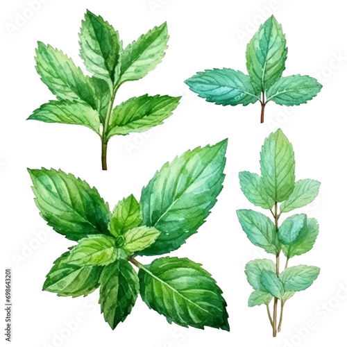 A set of green peppermint and mint in watercolor style, isolated on white background. Vector illustration. photo