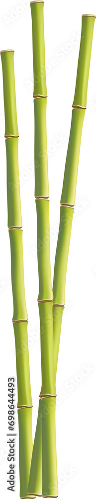 Fototapeta premium bamboo tree forest background.use for decoration graphic resources transparent background,png, yellow and green bamboo