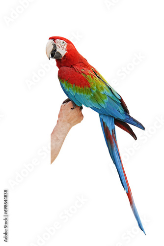 green wing macaw parrot isolated on white background with clipping path.