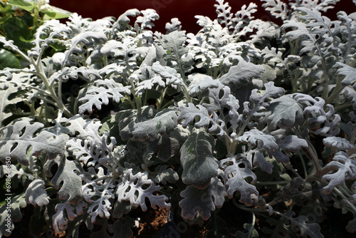 ornamental plant with silvery soft leaves - ashy cineraria (lat.cineraria) photo