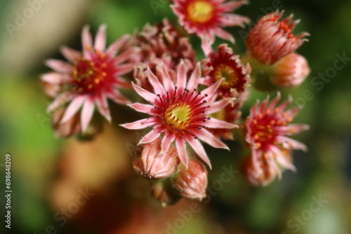 Rojnik Corona Sempervivum sukulent