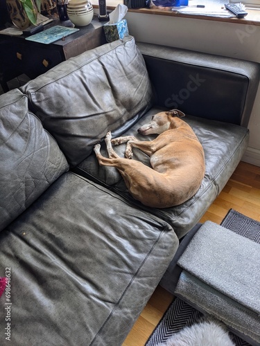 Brindle whippet asleep on black leather couch photo