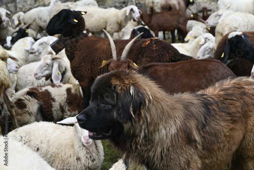Cane pastore a guardia di gregge di pecore italiane 