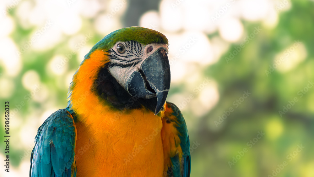 Green and yellow macaw