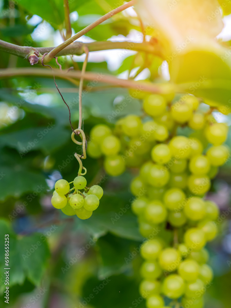 Close-up view of healthy young grapes hanging on the stems among their leaves in garden, Beautiful growing organic grape vine in garden. A bunch of green grapes. Unripe grape bunches. Selective focus. Close-up view of healthy young grapes hanging on the stems among their leaves in garden, Beautiful growing organic grape vine in garden. A bunch of green grapes. Unripe grape bunches. Selective focus.