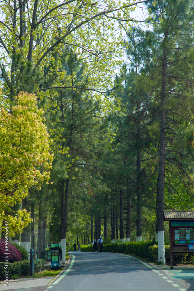 Naklejka premium Hefei City, Anhui Province-Binhu Forest Wetland Park-Trees in the forest
