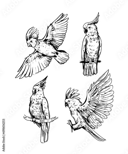 Cockatoo, tropical bird, parrot. Set of vector illustrations, sketches. diy objects for pattern design