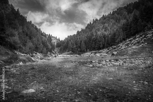 Black and white effect of flock of sheep on a meadow of an alpine valley, Vallelunga, Alto Adige Sudtirol, Italy photo