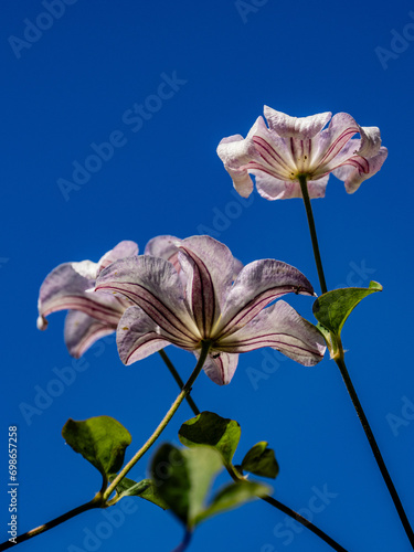 Reaching for the Sun - clematis blossoms isolated against a clear blue sky on a summers day. photo