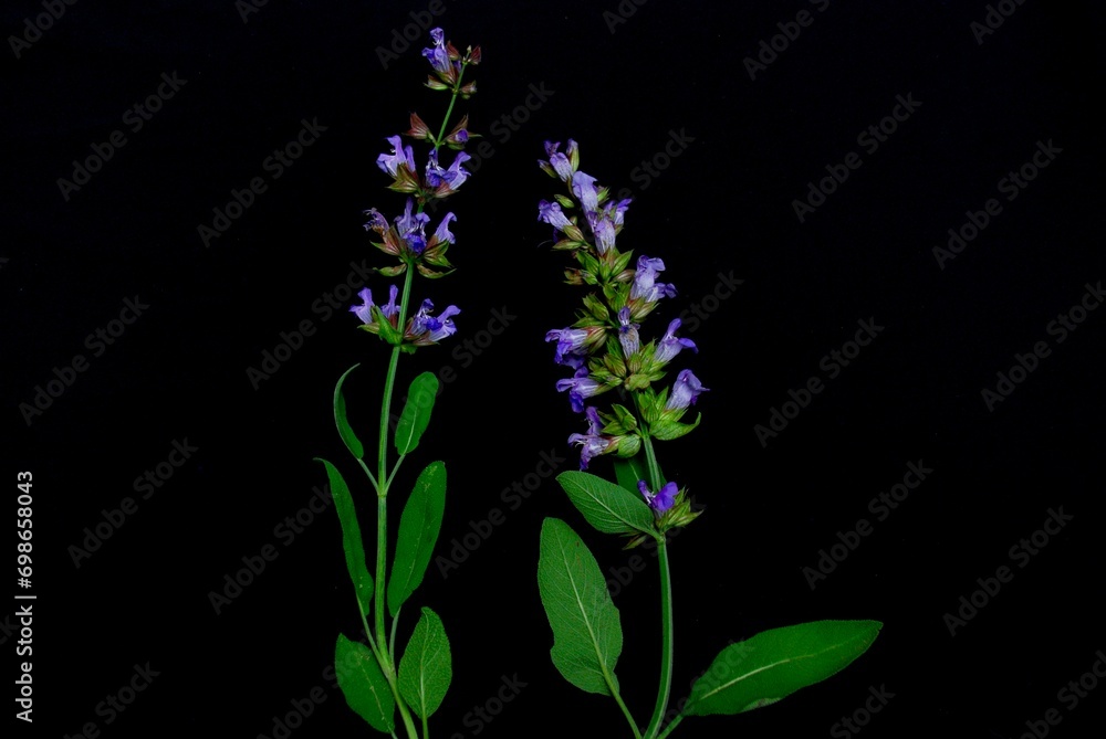 Salvia officinalis plant (sage, also called garden sage, common sage, or culinary sage) isolated on black background.