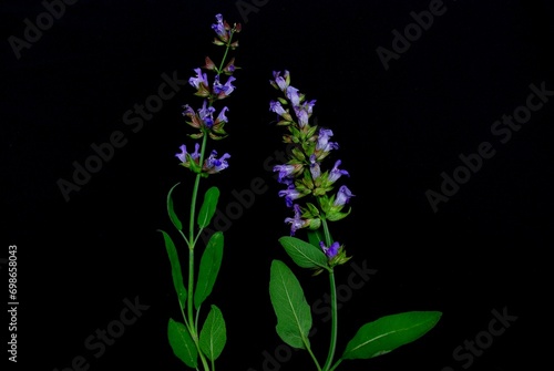 Salvia officinalis plant  sage  also called garden sage  common sage  or culinary sage  isolated on black background.