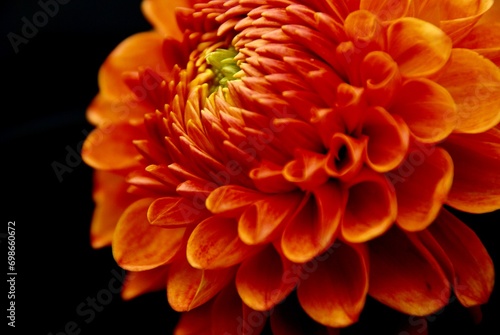 glamour shot of a dahlia in bloom