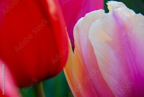 Closeup of a field of tulips around Mothers Day