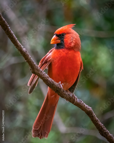 red male northern cardinal perched on a thin tree branch