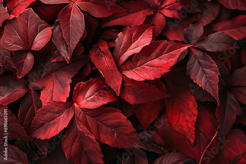 Dark red autumn leaves background  top view. Fall color concept