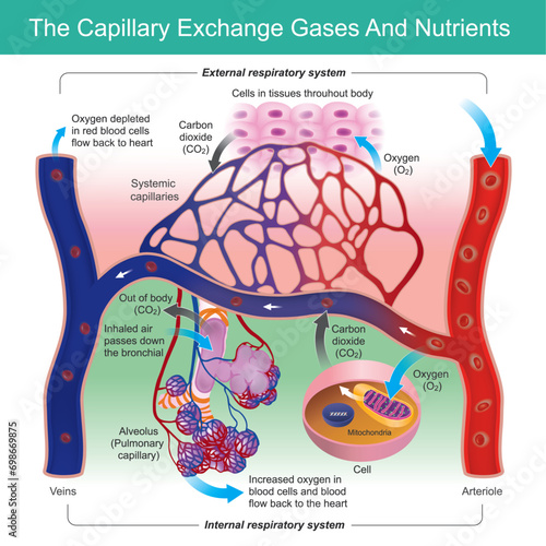 The Capillary Exchange Gases And Nutrients. Capillary function in exchange oxygen to carbon dioxide gases in red blood cells.. photo