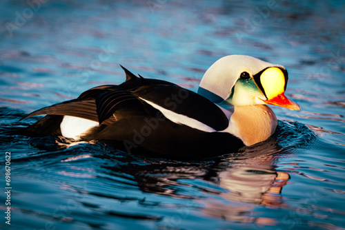 Photos King Eider (Somateria spectabilis) in the Arctic Sea,  Varanger, Norway