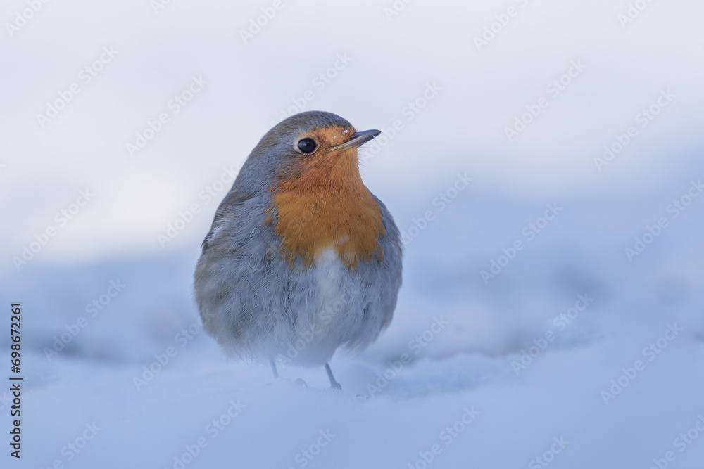Ptak rudzik siedzący na śniegu - obrazy, fototapety, plakaty 
