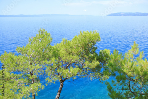 Coniferous tree on the sea background in clear sunny day. Summer photo of a sea landscape. Nature in summer. Summer vacation concept. Travel concept. Tree on tropical beach with blue sky 