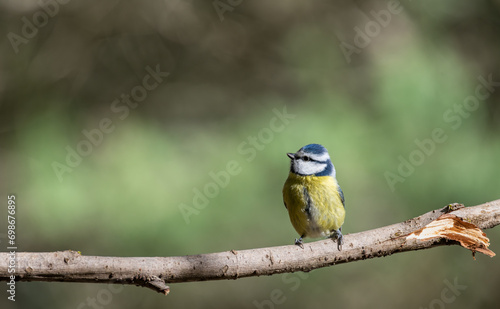 Mésange bleue, Parus caeruleus, oiseau isolé sur une branche 