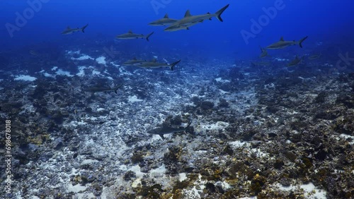 Grey Sharks in the South Pass of Fakarava in the middle of the South Pacific photo