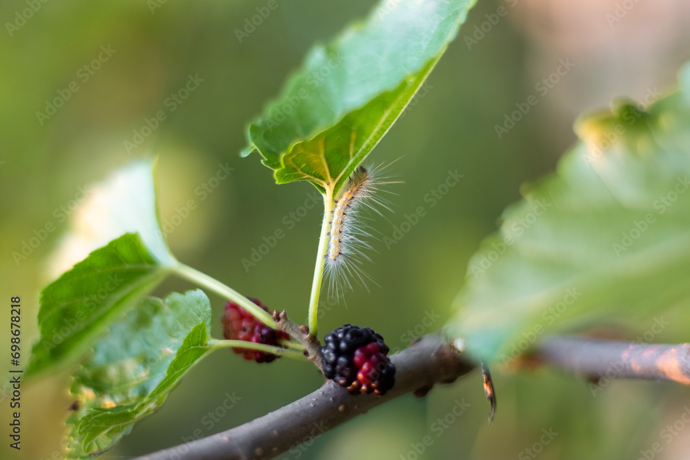 A fluffy caterpillar crawls along a leaf on a mulberry tree. Garden pest control A fluffy caterpillar crawls along a leaf on a mulberry tree. Garden pest control