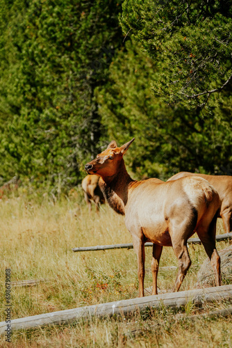 Elk (Cervus canadensis) Eating in forest at Upper Geyser Basin in Yellowstone National Park