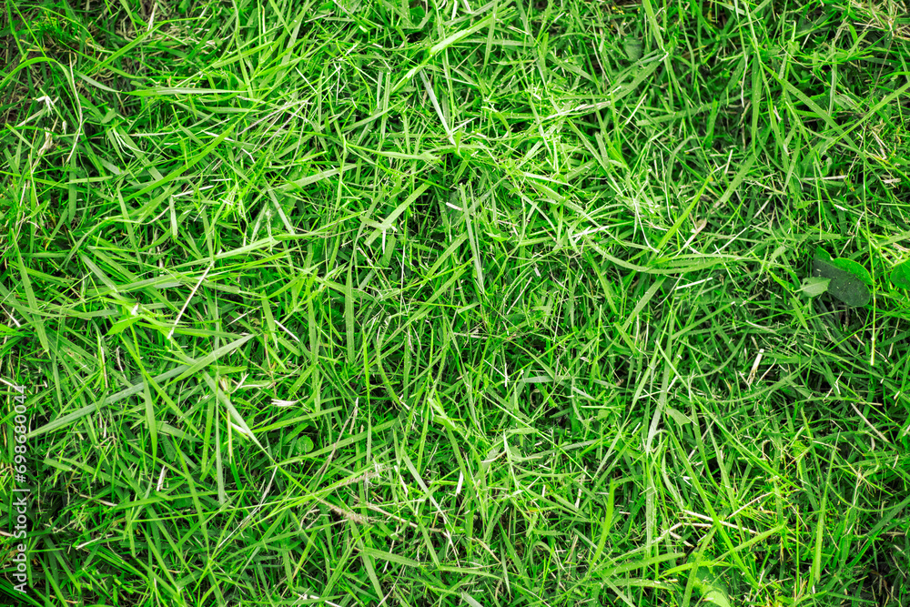 mown green grass on the ground. Background, texture mown green grass on the ground. Background, texture