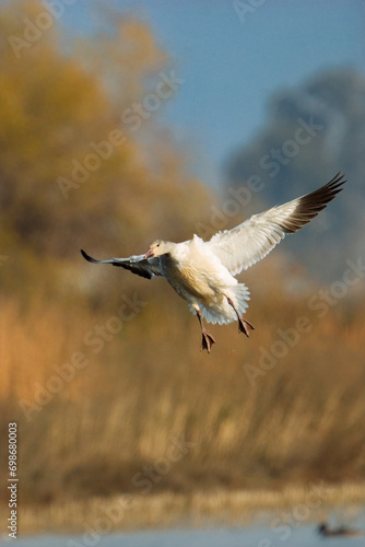 Snow goose landing  © andrea