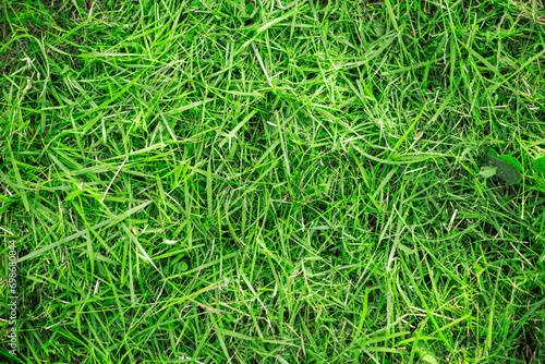 mown green grass on the ground. Background, texture
