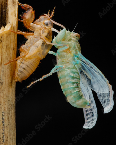 Konstfotografi Close up photo of a molting process of a cicadas on a black background in nature