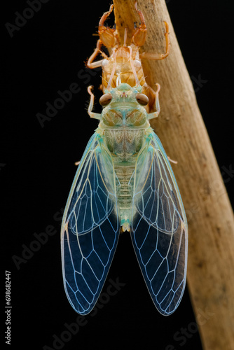 Close up photo of a molting process of a cicadas on a black background in nature  photo